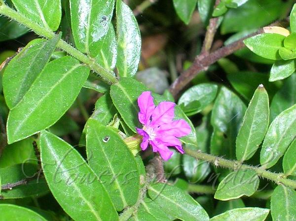 Mexican Heather